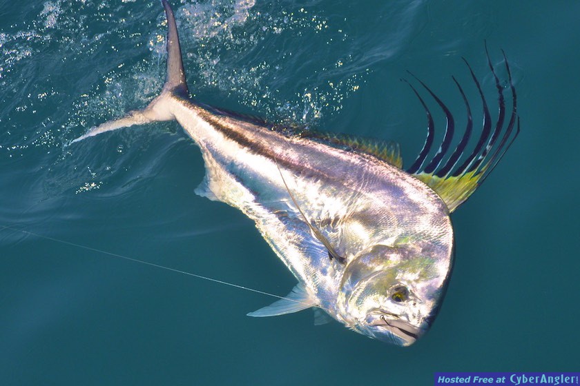 Click to Enlarge Photo