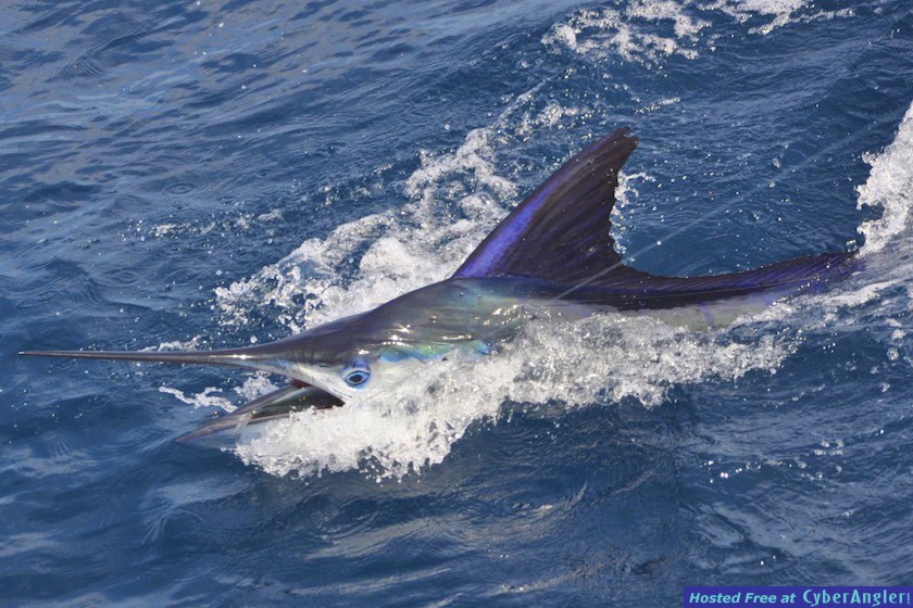 Click to Enlarge Photo