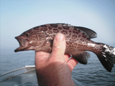 www.captdaves.com