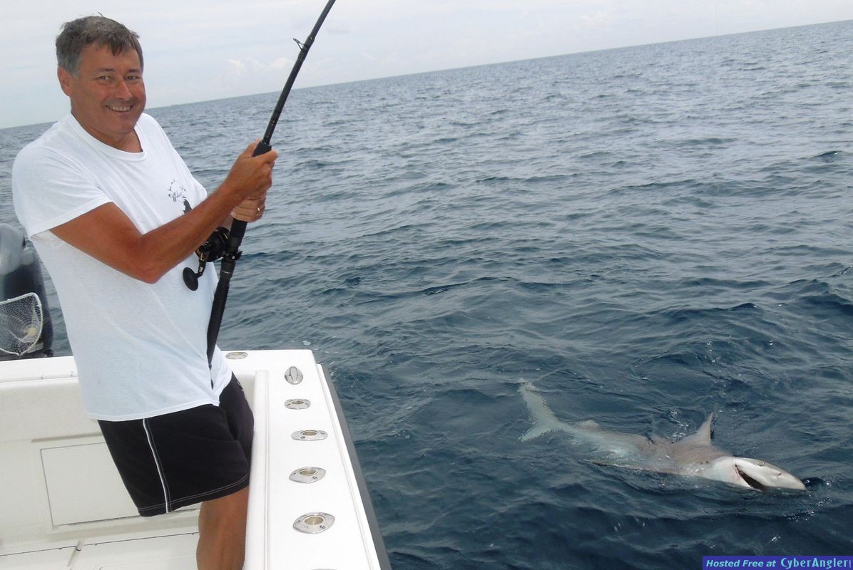 Shark At Boat Side