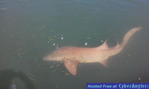 Click to Enlarge Photo