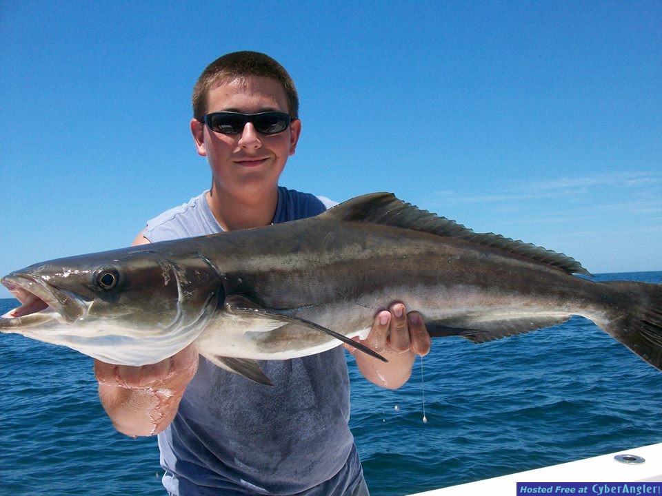 Cobia