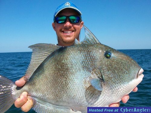 Trigger Fish