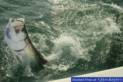 Lutz Sarasota tarpon jump with Capt. Rick Grassett