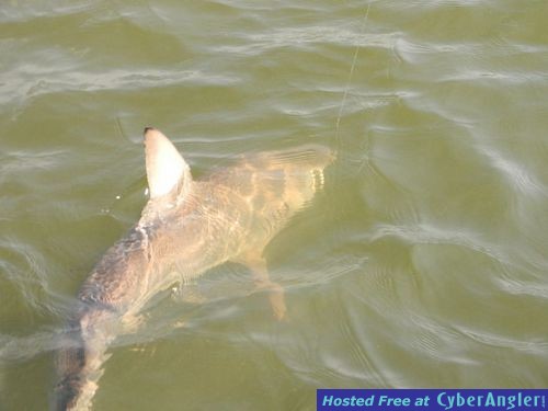 Spinner Shark