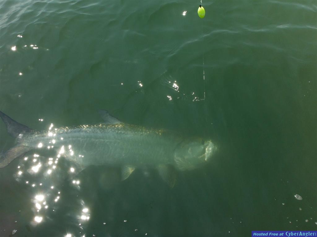 Tarpon Fishing