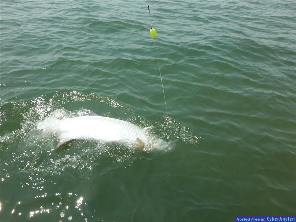 Tarpon Fishing