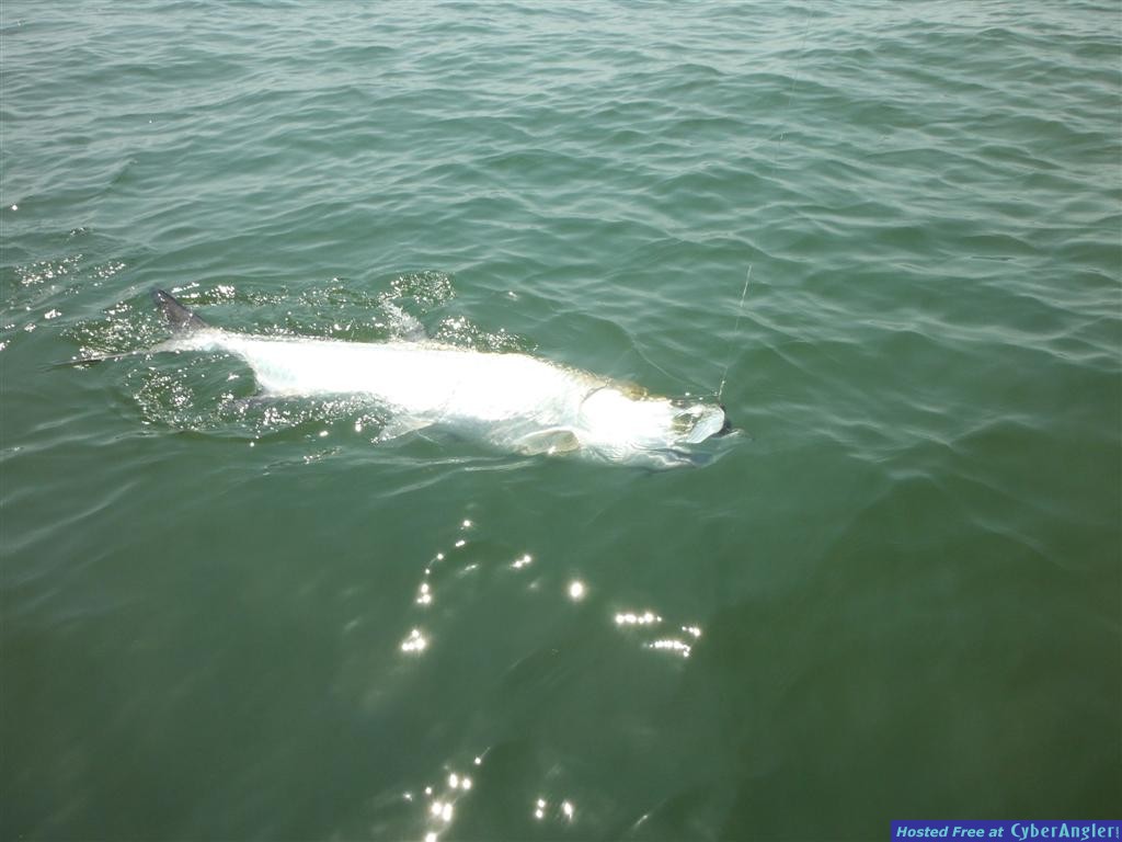 Tarpon Fishing