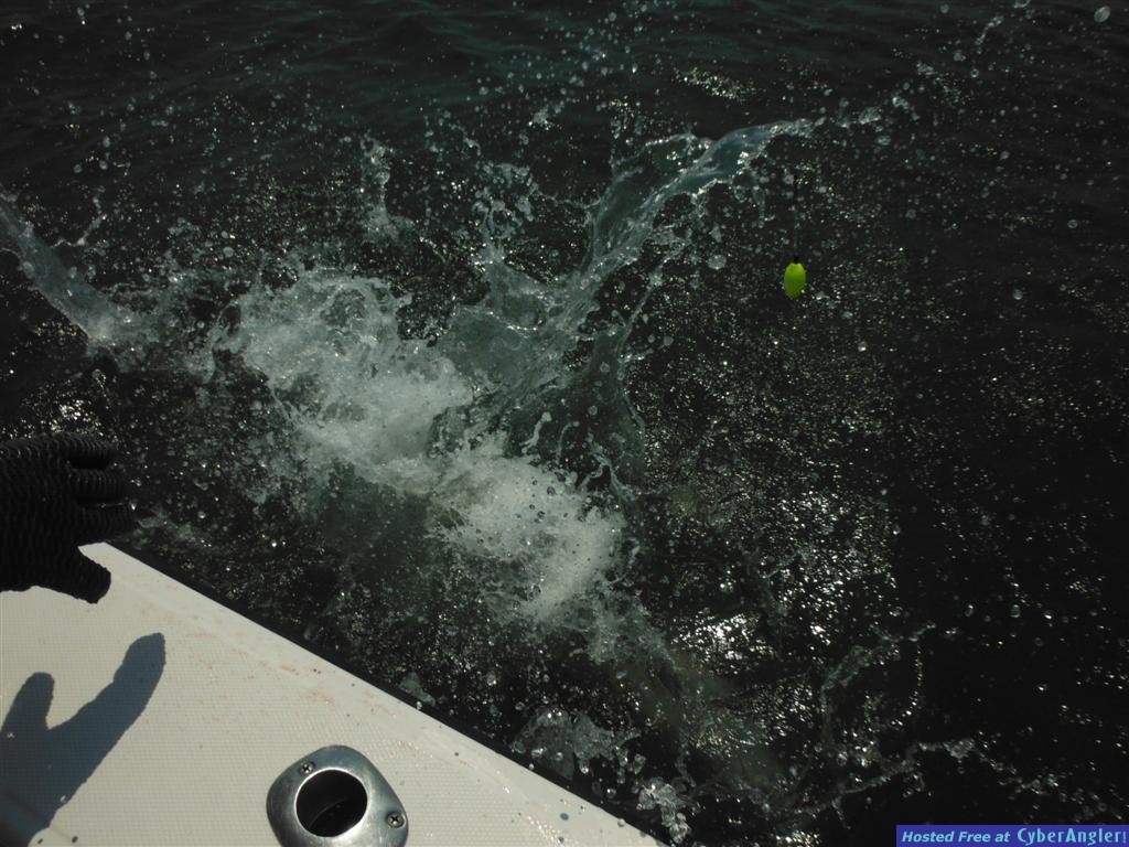 Tarpon Fishing