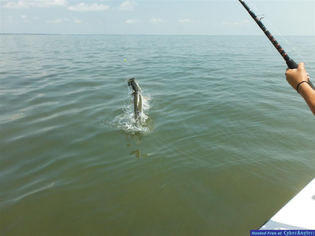 Tarpon Fishing