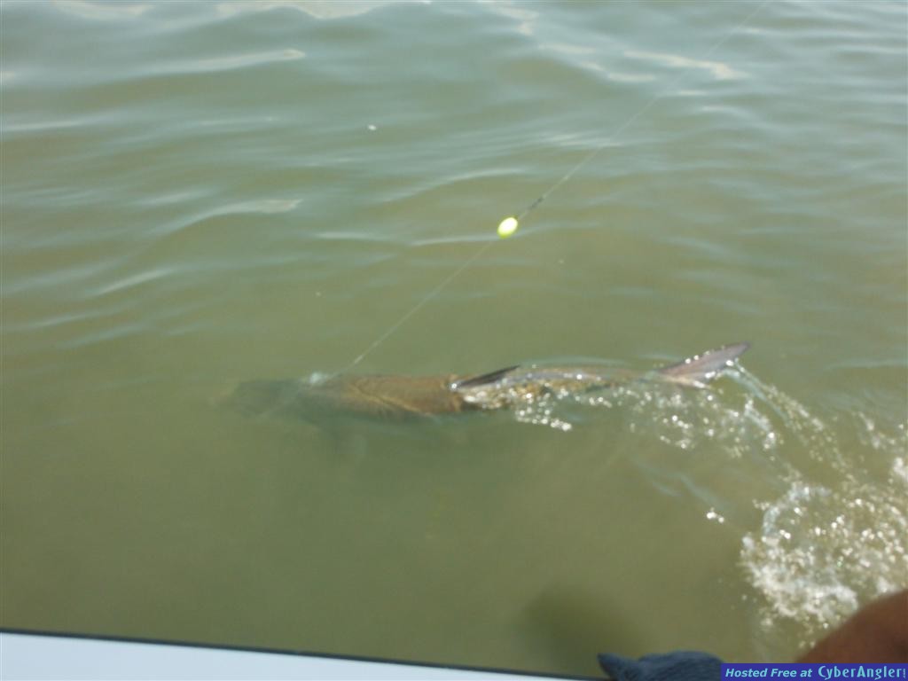 Tarpon Fishing