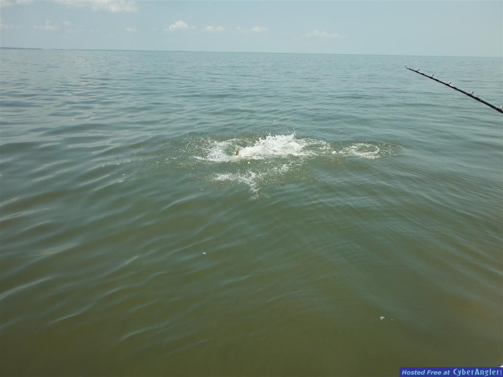 Tarpon Fishing