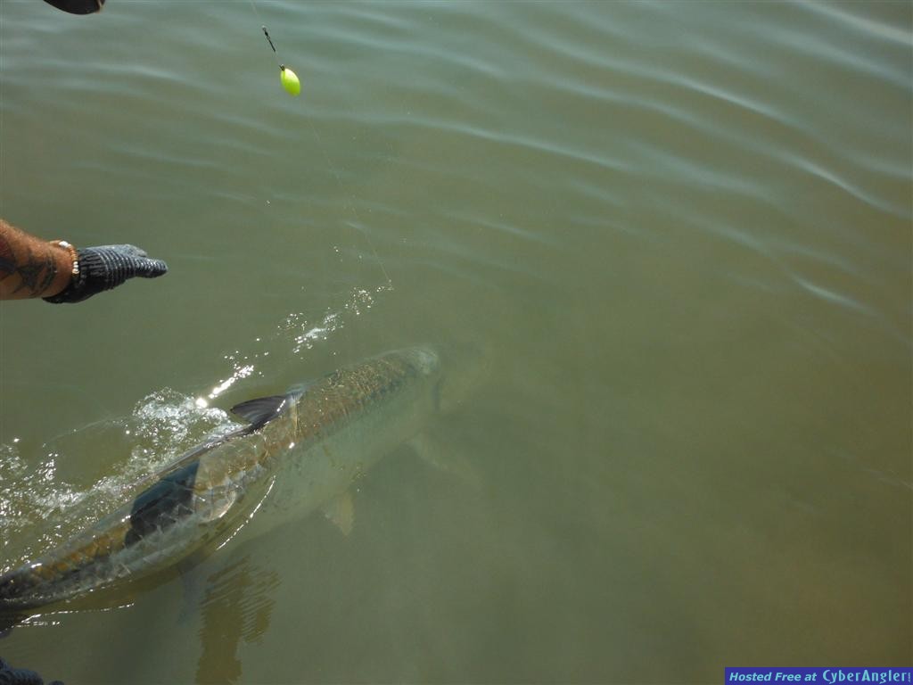 Tarpon Fishing
