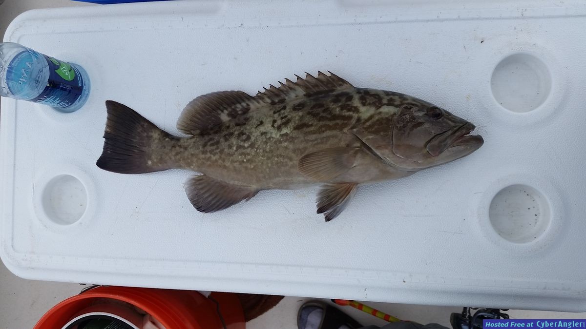 Inshore gag grouper fishing