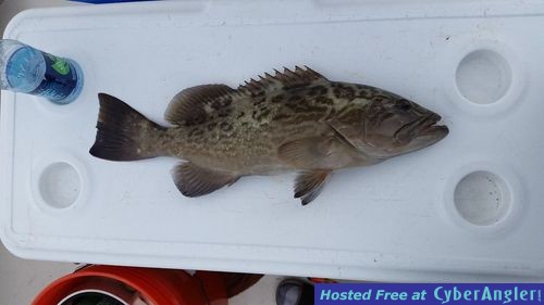 Inshore gag grouper fishing