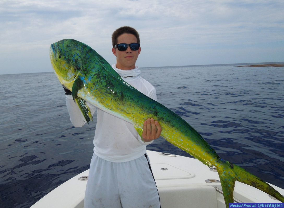 Dolphin Success