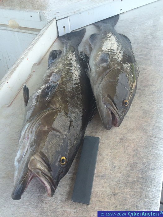 Click to Enlarge Photo