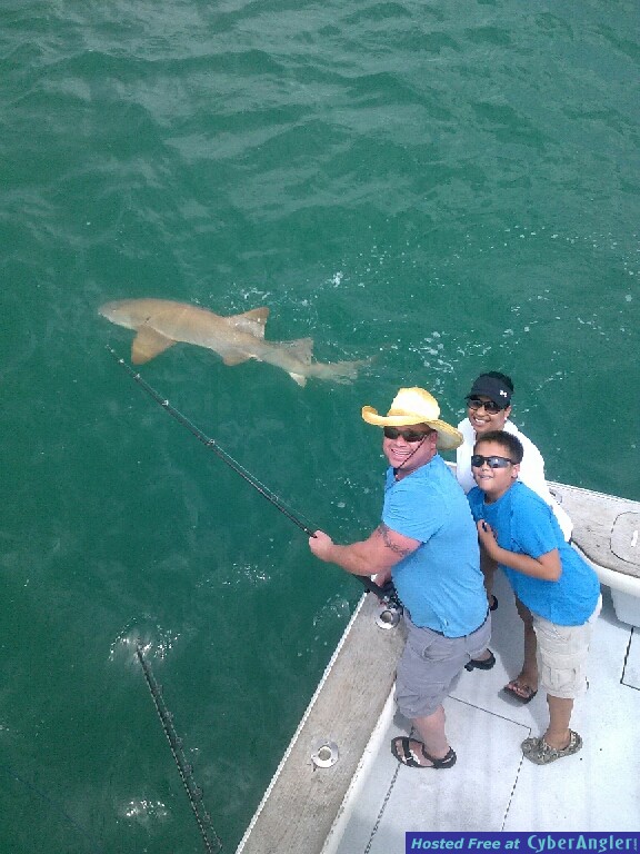 sharking