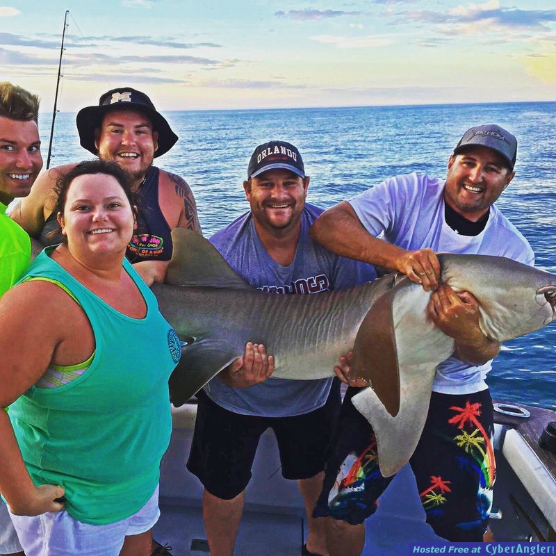 nurse shark