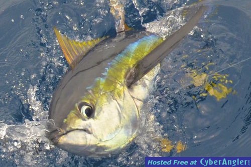 Click to Enlarge Photo