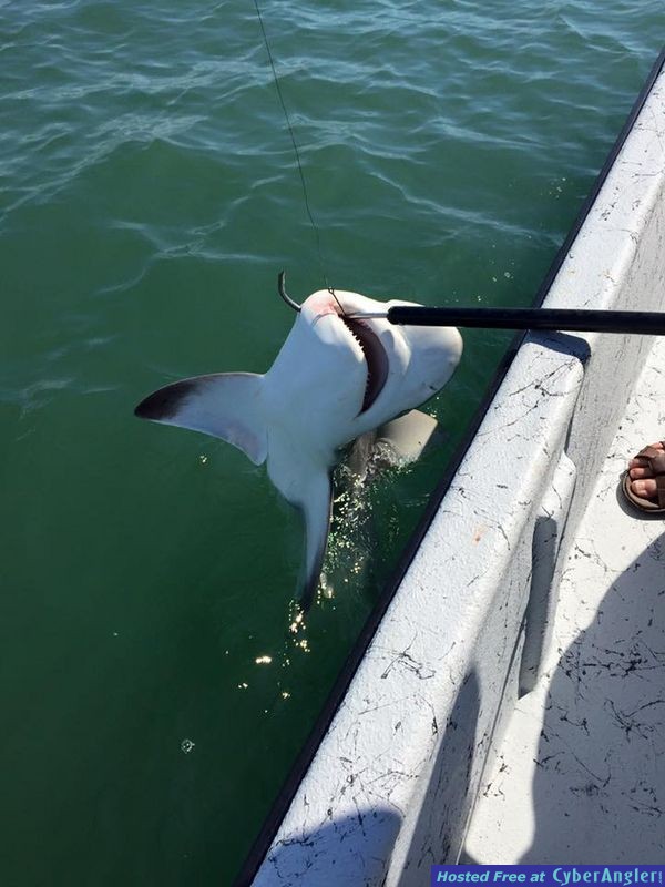 Galveston Fishing Charters