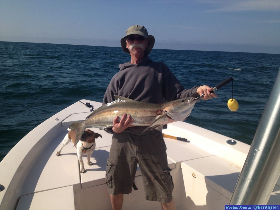 Cobia