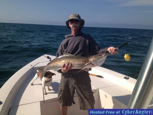 Cobia