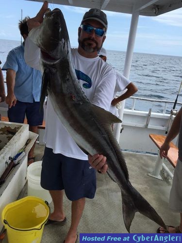 Cobia