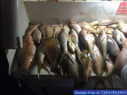 snapper fishing at night