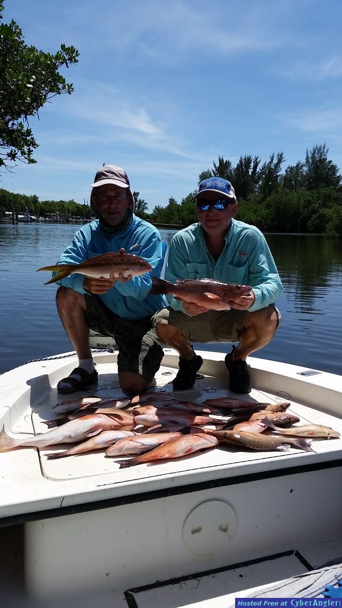 mangrove,yellow tail snapper