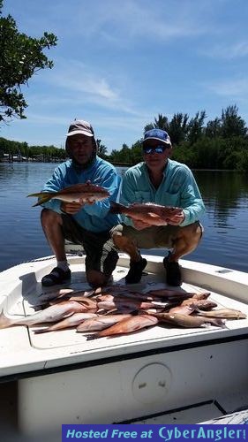 mangrove,yellow tail snapper