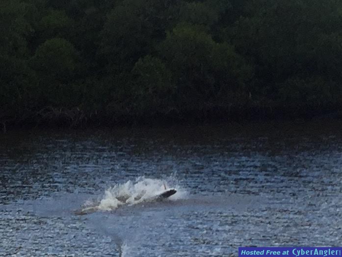 tarpon_jump2