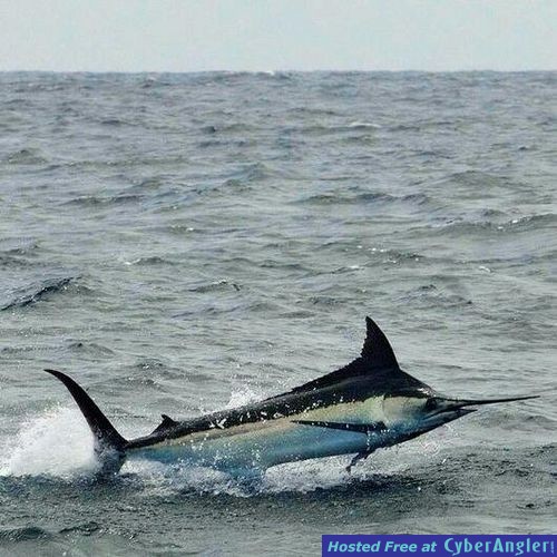 Black Marlin in Salinas