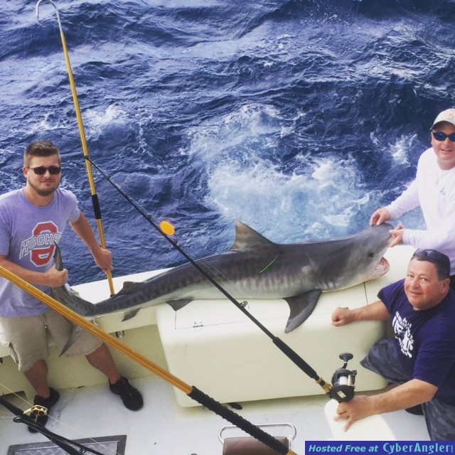 Tiger Sharks