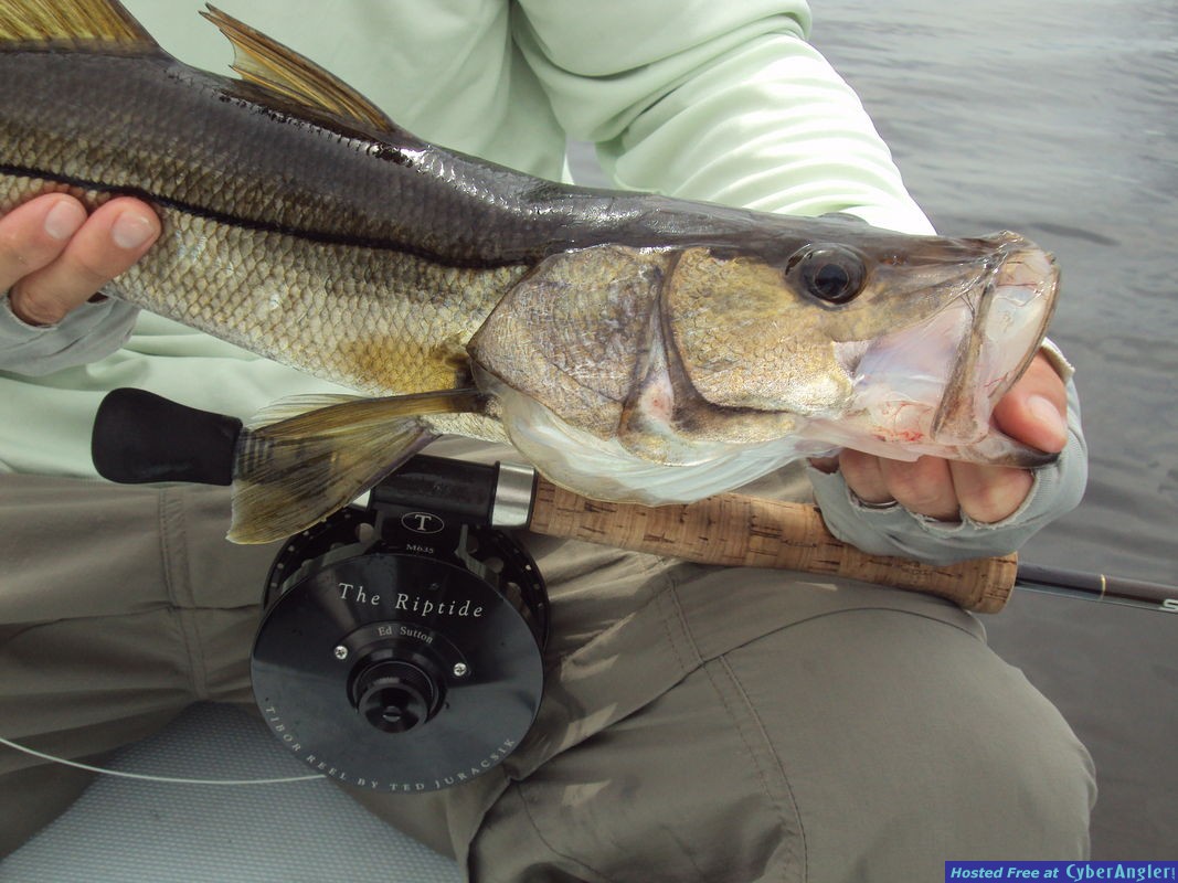Snook28