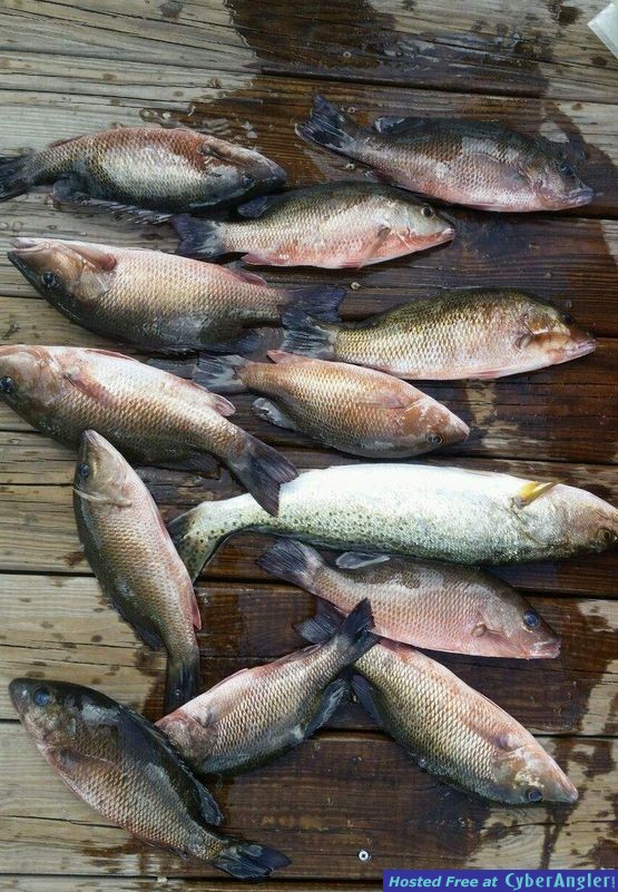 The Catch