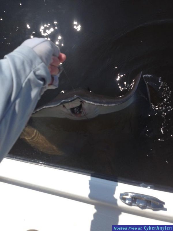 Stingray