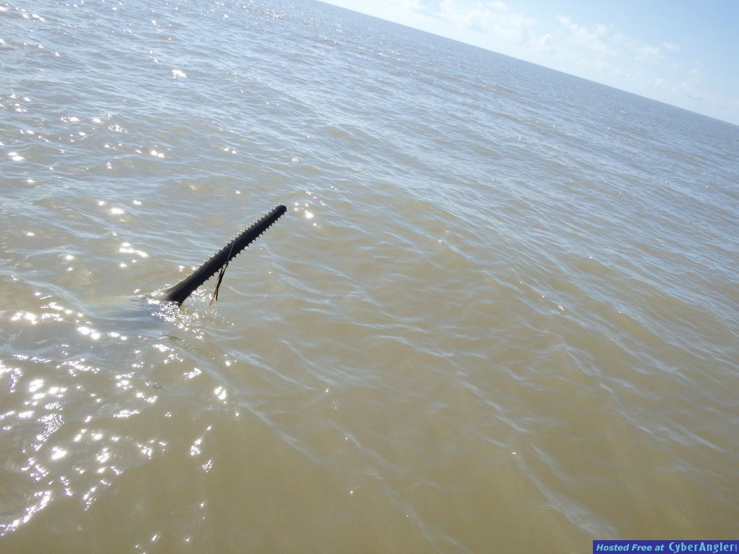 Brian_n_sawfish_3