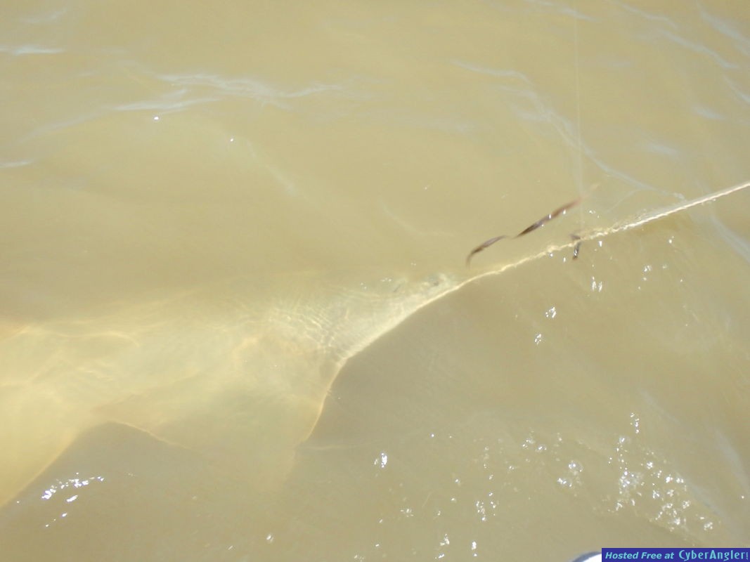Brian_n_sawfish_4
