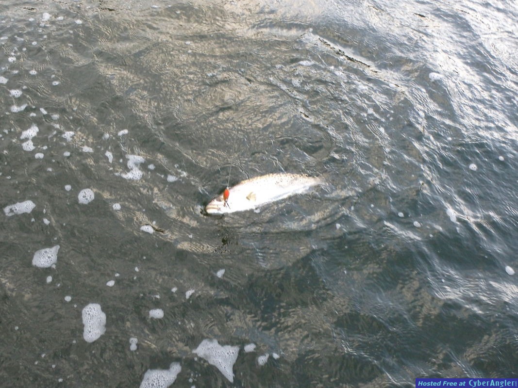 Sea_trout_n_Twitchin_Rap