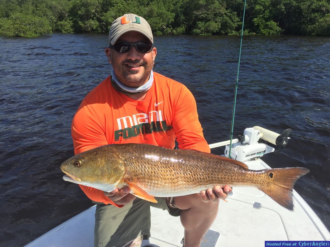 Pine Island Redfish