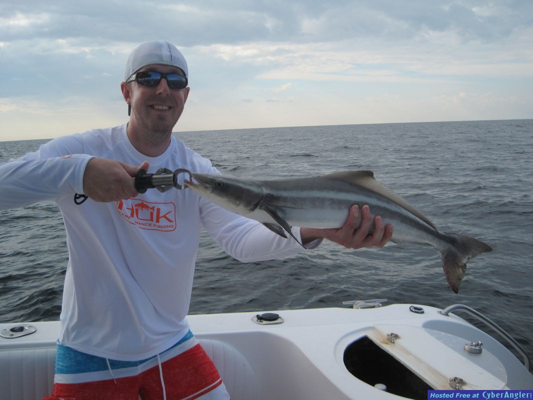 27-inch cobia