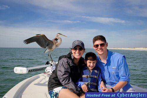 Blue Heron and Family