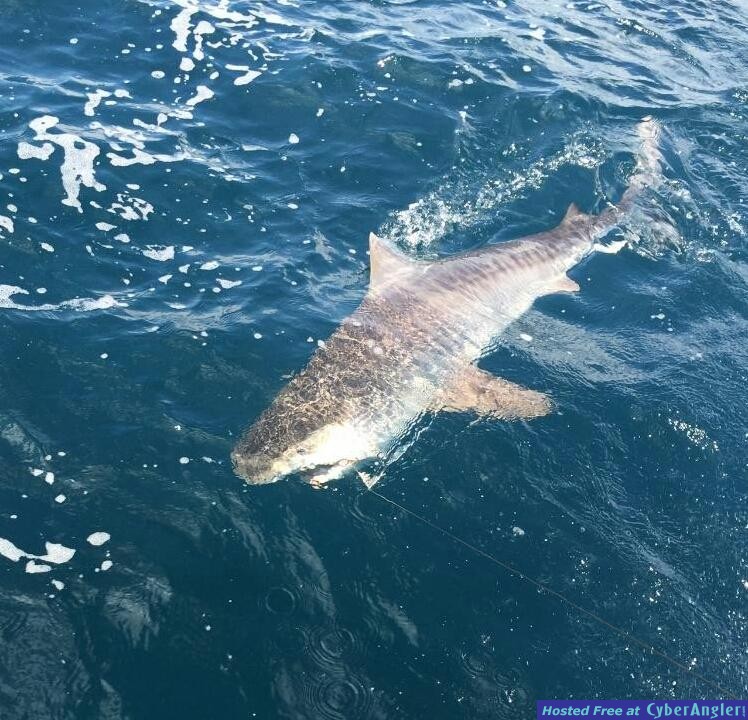 shark_john1