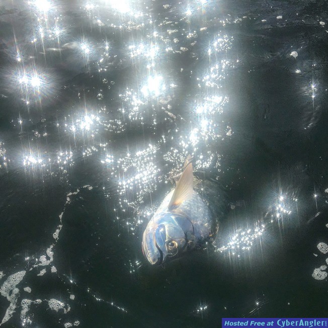 tarponstar652x652