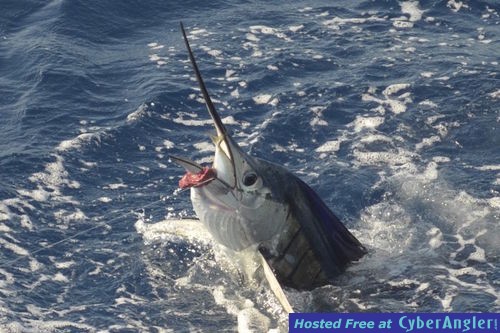 Click to Enlarge Photo