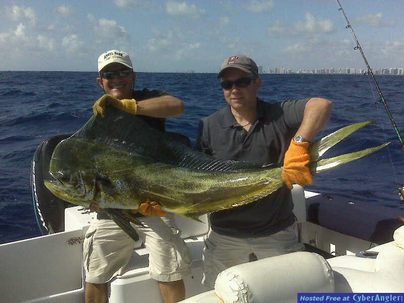Bull Dolphin