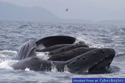 Click to Enlarge Photo