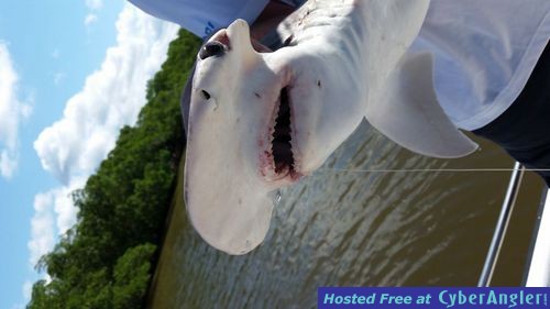 Click to Enlarge Photo