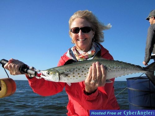 Aledia Tush Sarasota CAL shad Spanish mackerel